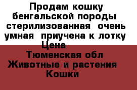 Продам кошку бенгальской породы, стерилизованная, очень умная, приучена к лотку  › Цена ­ 3 500 - Тюменская обл. Животные и растения » Кошки   